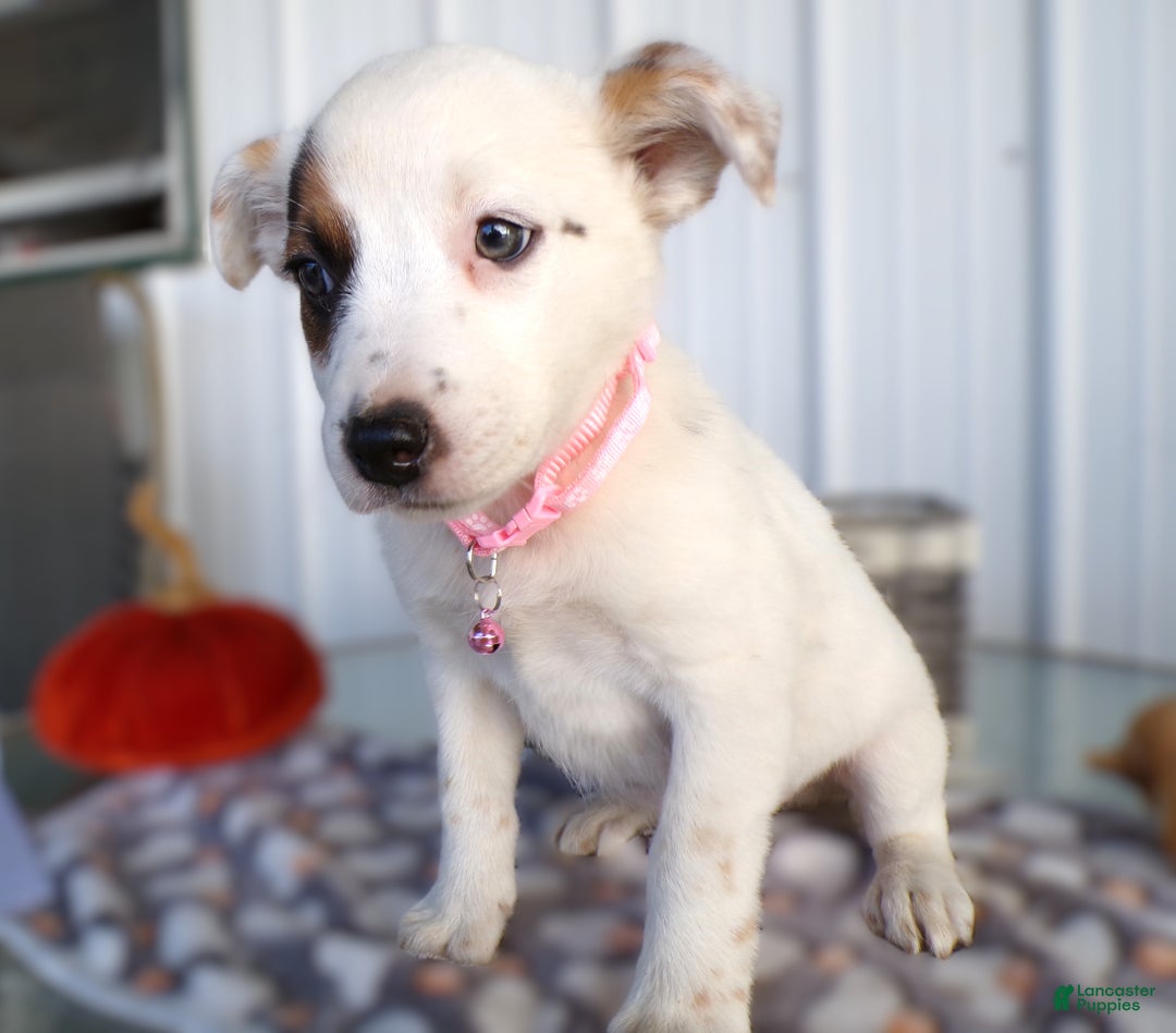 Border Collie dogs for sale: Border Collie Puppy 5 Renata - Ad 3