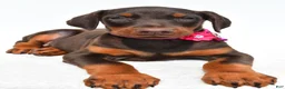 Doberman Pinscher dogs for sale: Heidi - Ad 4