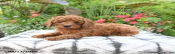 Toy Poodle dogs for sale: Remington - Ad 4