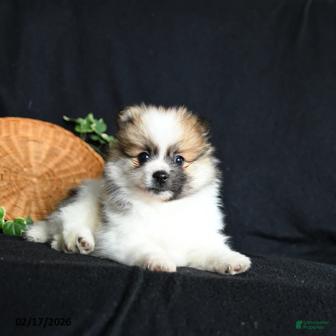 Pomeranian dogs for sale: Peter - Ad 5
