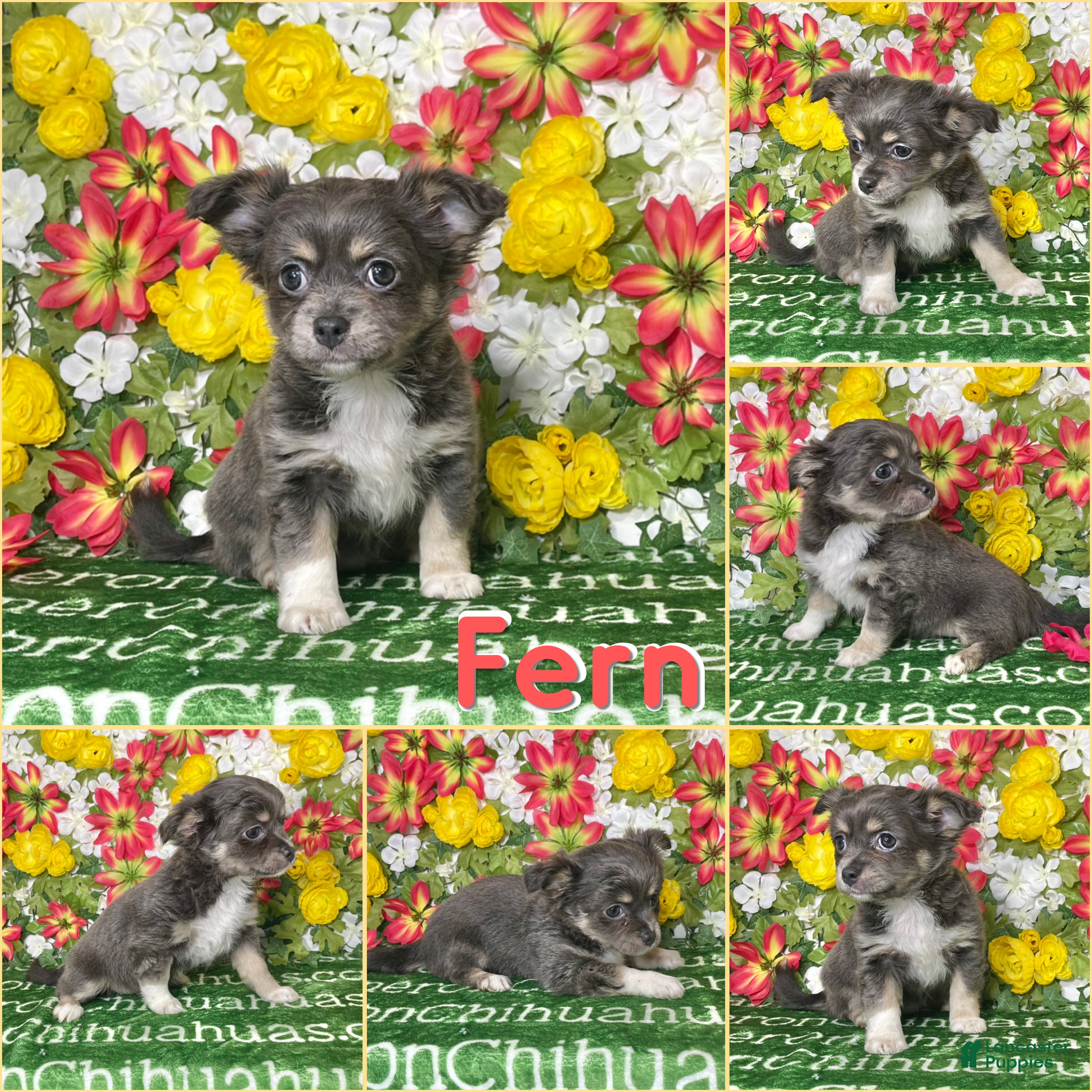 Chihuahua dogs Fern Blue Long Coat - Ad 2