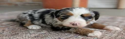 Bernedoodle dogs for sale: Shiloh  - Ad 8