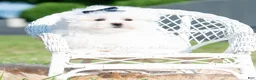 Maltese dogs for sale: Avalanche - Ad 6
