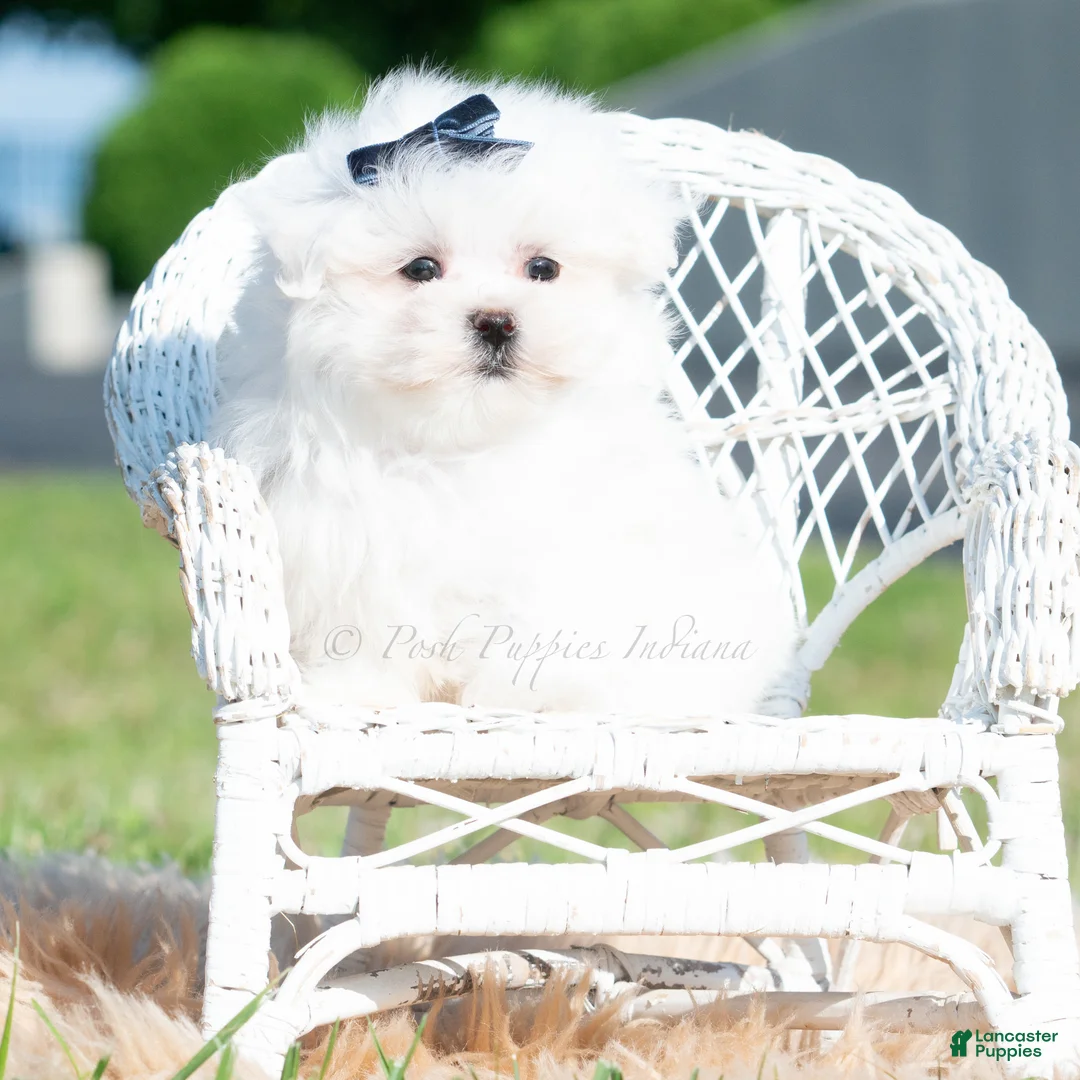 Maltese dogs for sale: Avalanche - Ad 6