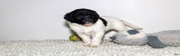 Labradoodle dogs for sale: Allyson  - Ad 1