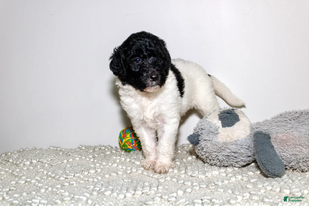 Labradoodle dogs for sale: Allyson  - Ad 1
