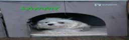 Maltese dogs for sale: Casper - Ad 5