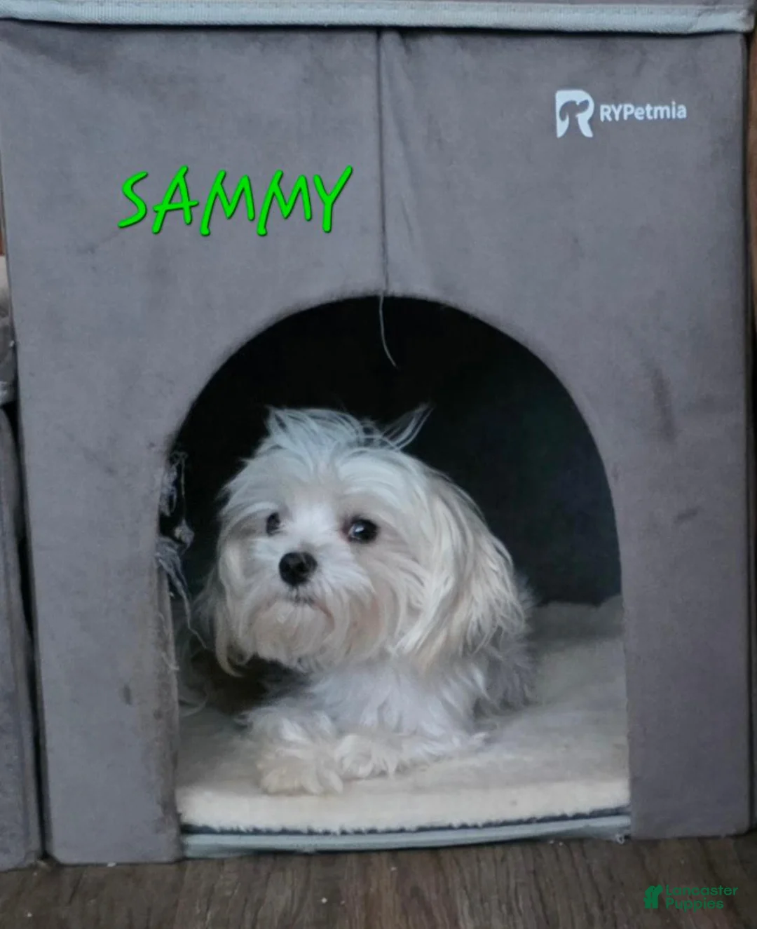 Maltese dogs for sale: Casper - Ad 5