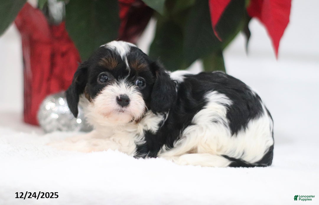 Cavapoo dogs for sale: Patsy - Ad 5