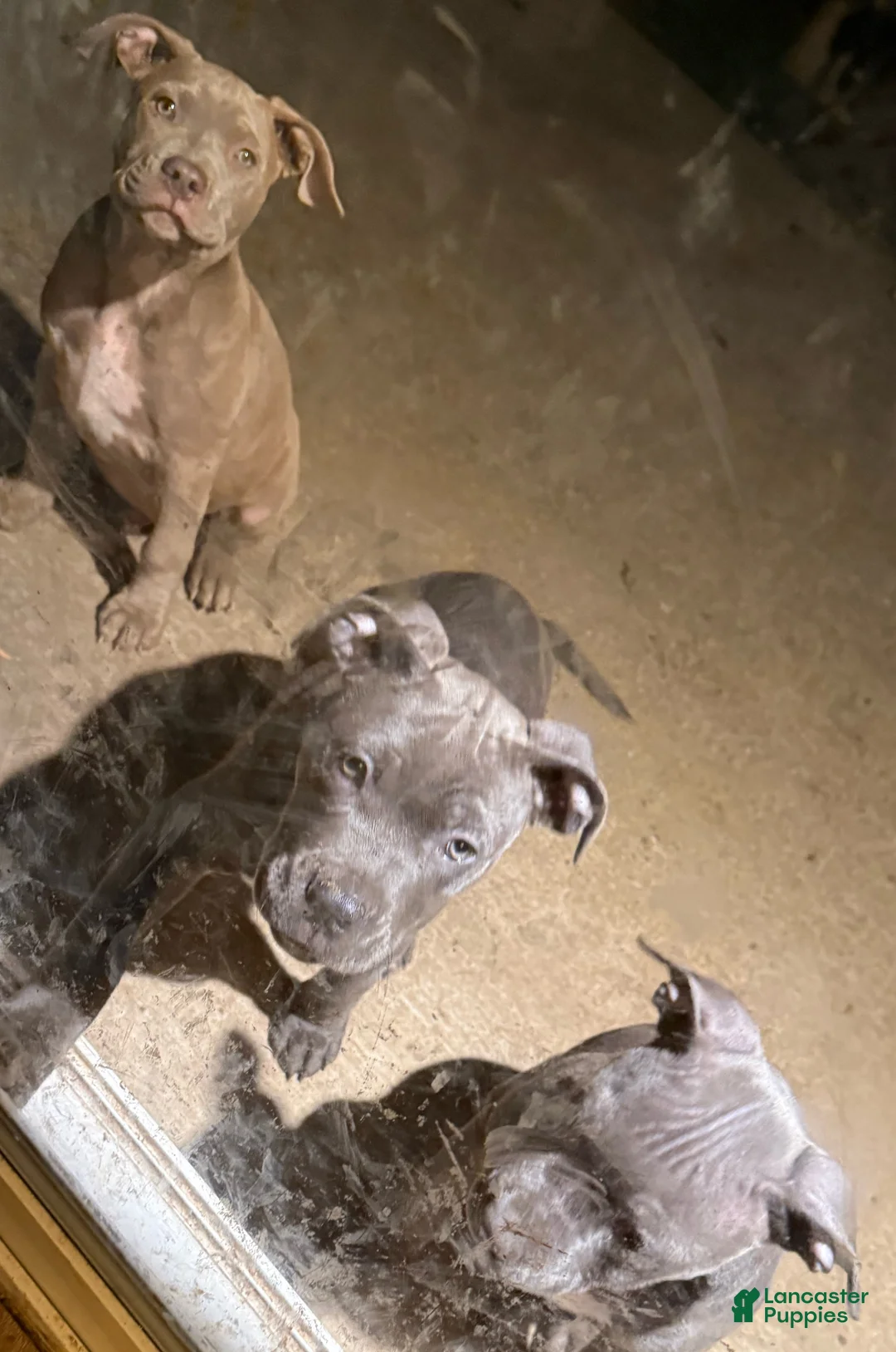 American Bully dogs for sale: Red Boy - Ad 2