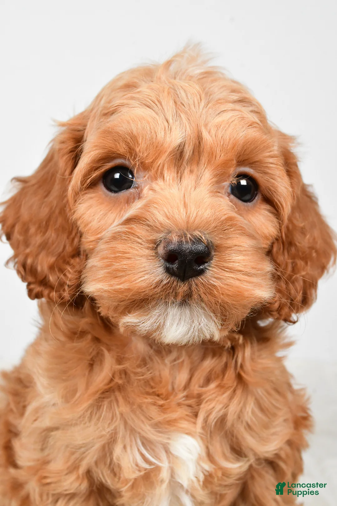 Cockapoo dogs for sale: Cindy - Ad 1