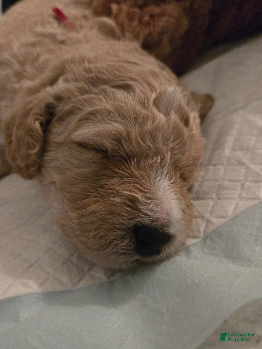 Mixed Breed dogs for sale: Arlo - Ad 9