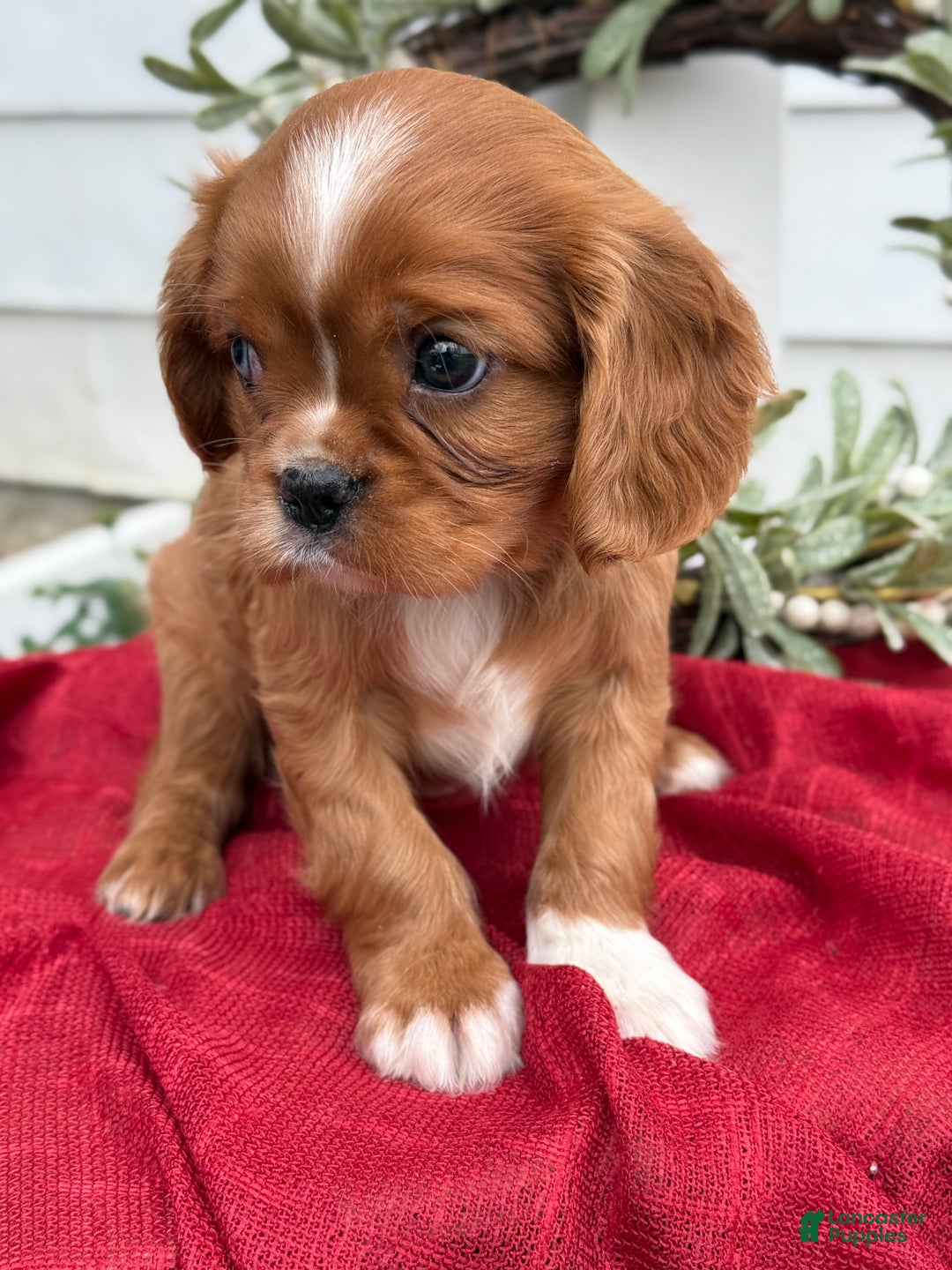 Cavalier King Charles Spaniel dogs for sale: Otis - Ad 3