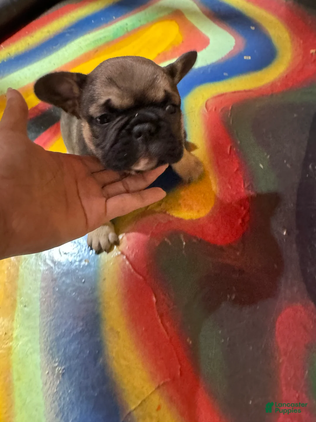 French Bulldog dogs for sale: French Bulldog Puppy 3 - Ad 1