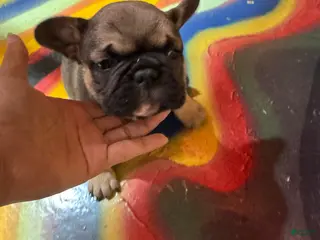 French Bulldog dogs French Bulldog Puppy 3 - Ad 6