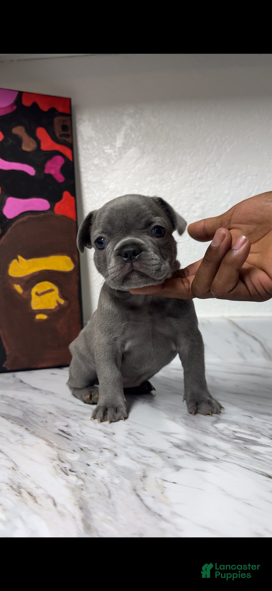 French Bulldog dogs French Bulldog 3 - Ad 23