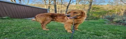 Golden Retriever dogs for sale: Golden Retriever 6 - Ad 5