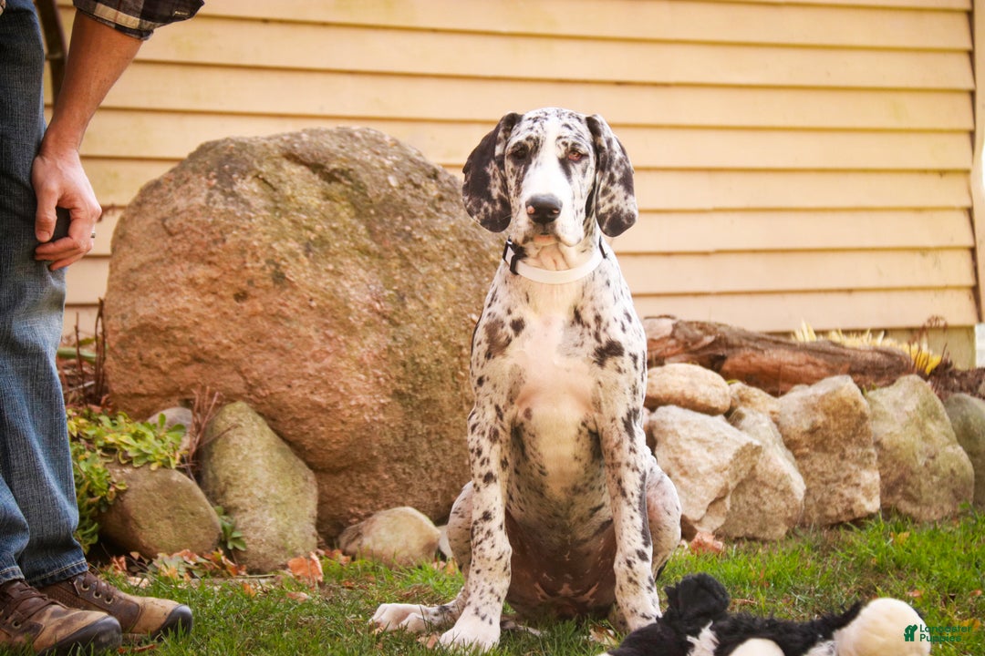 Great Dane dogs for sale: Beatrice - Ad 6