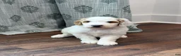 Goldendoodle dogs for sale: Forest - Ad 3