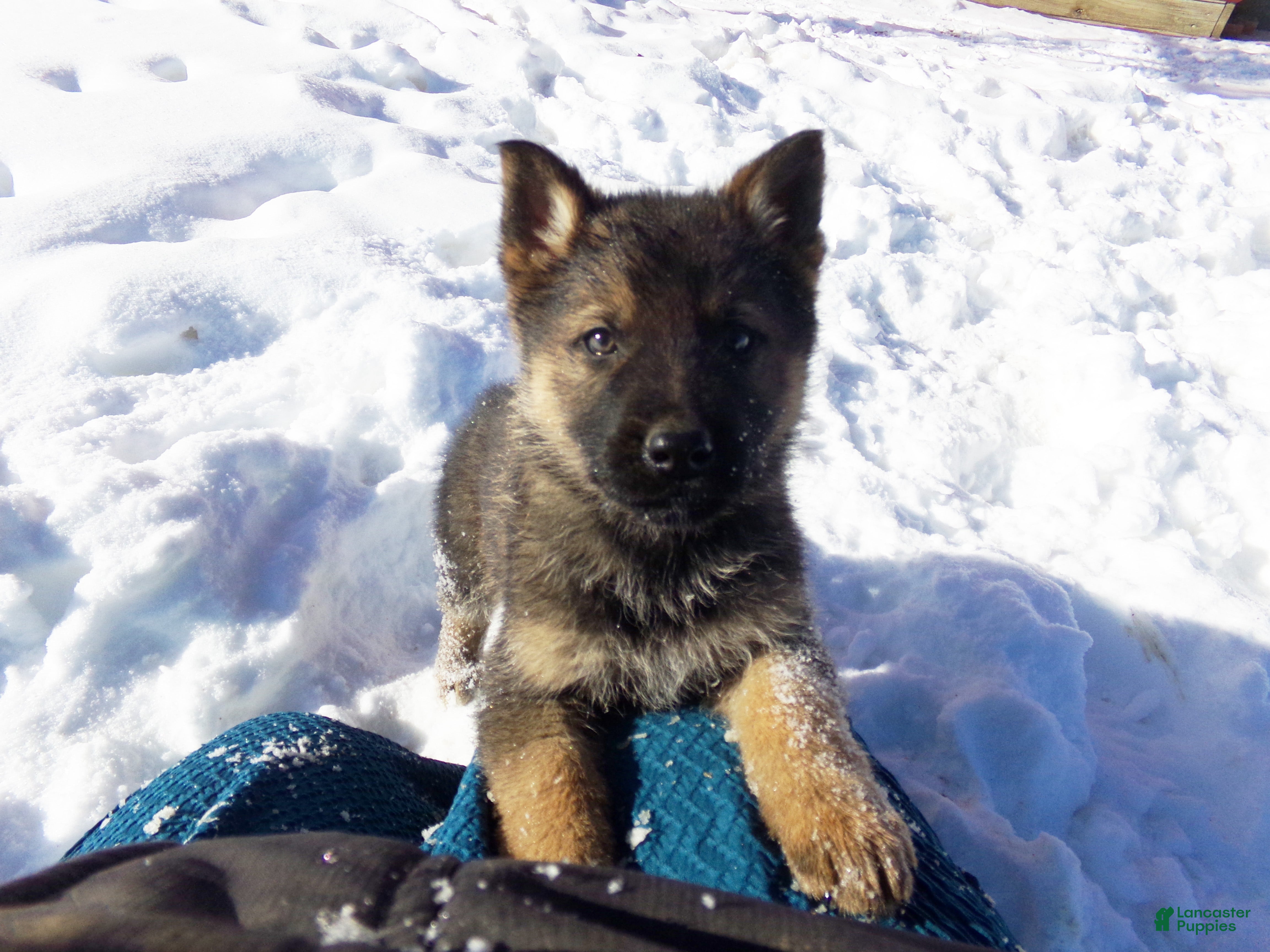 German Shepherd dogs Carter - Ad 1