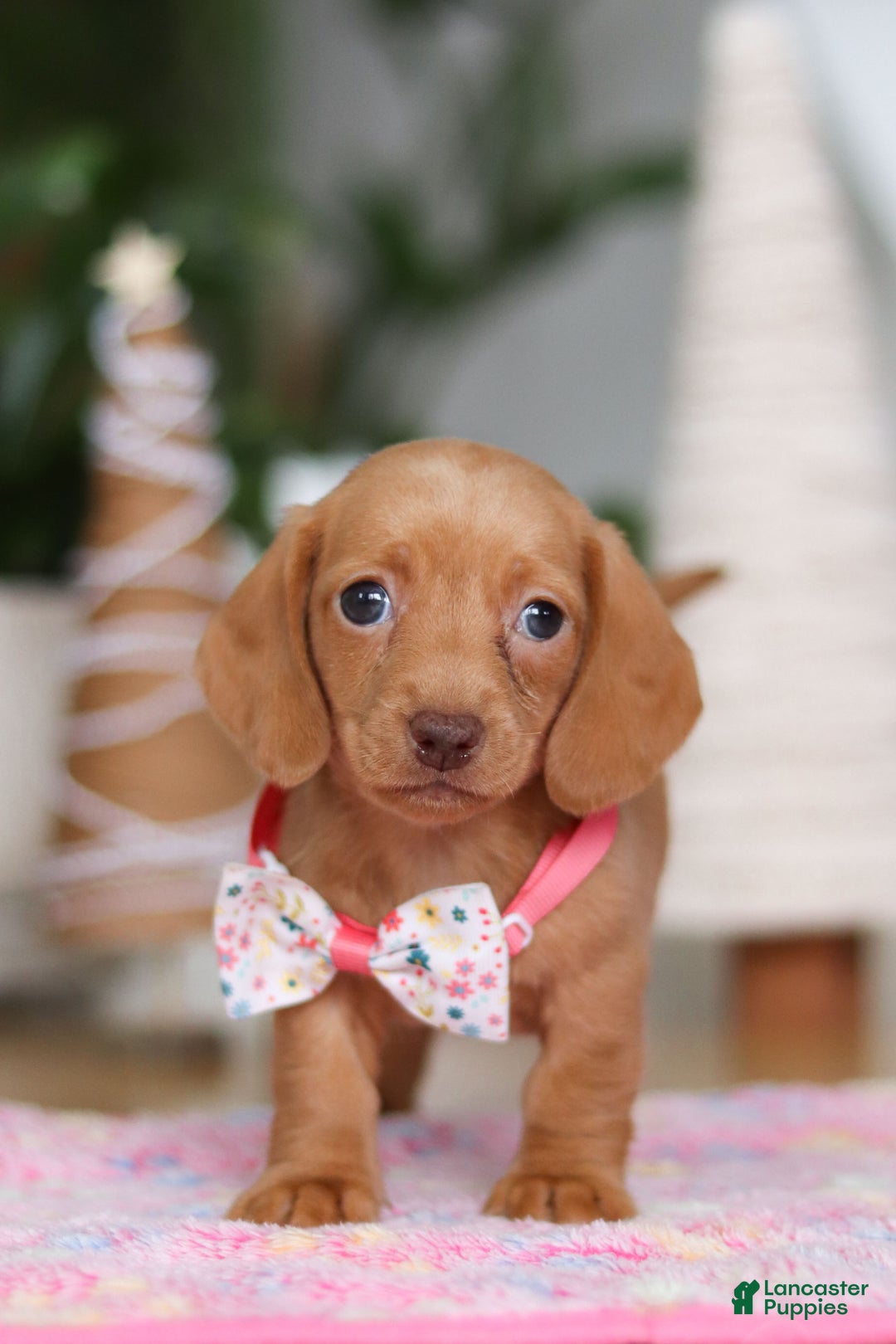 Miniature Dachshund dogs for sale: Beth - Ad 8