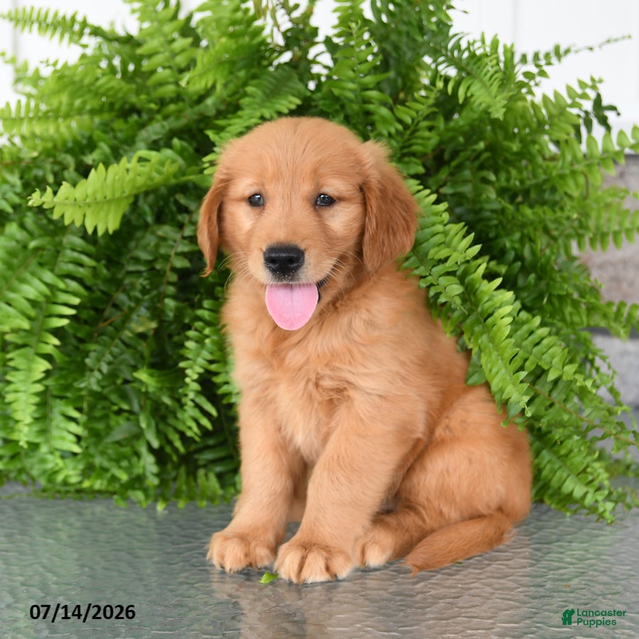 Golden Retriever dogs Nala - Ad 2