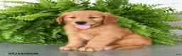 Golden Retriever dogs for sale: Nala - Ad 2