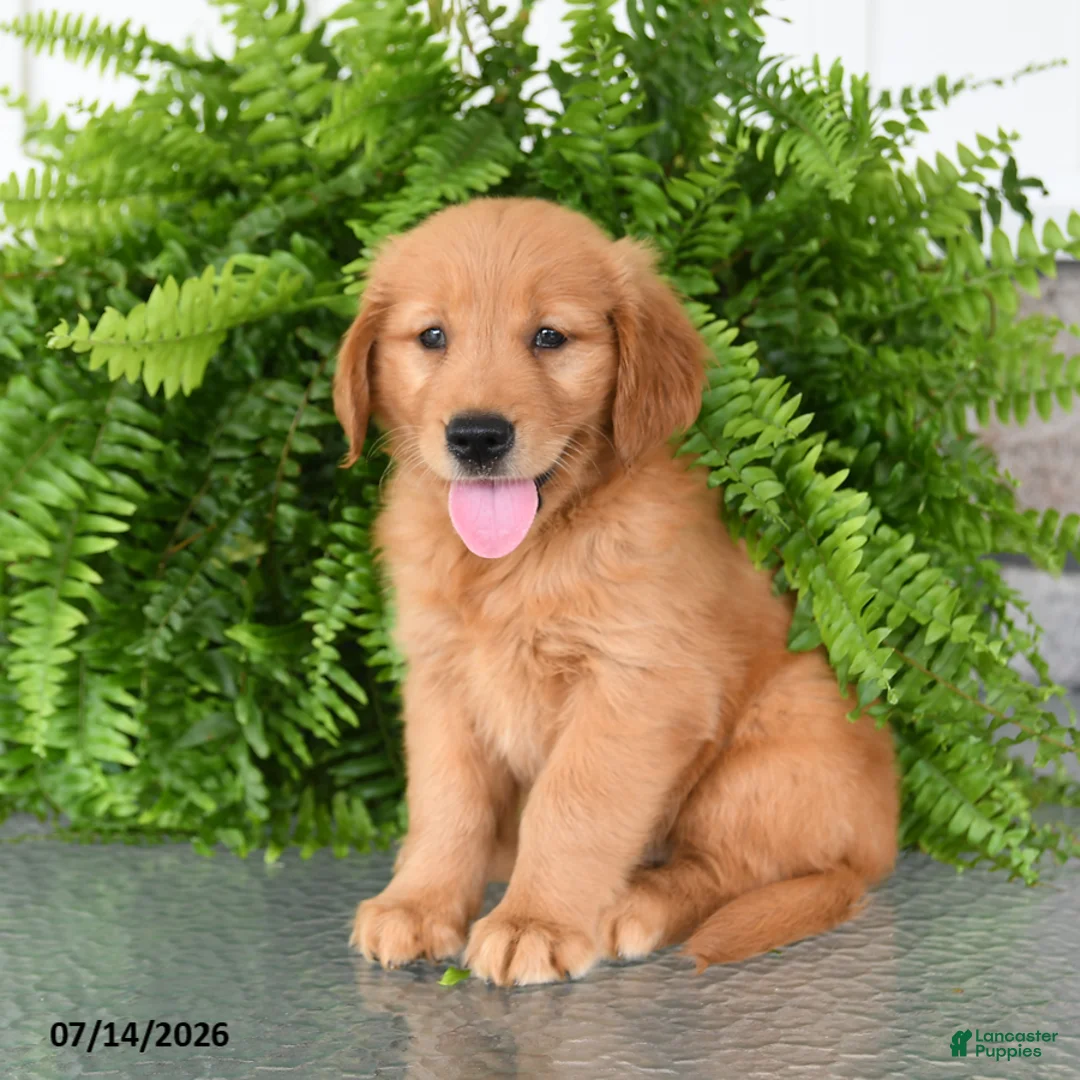 Golden Retriever dogs for sale: Nala - Ad 2
