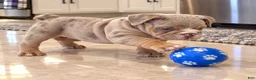 English Bulldog dogs for sale: Tank - Ad 5