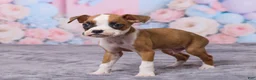 Boxer dogs for sale: Jax - Ad 5