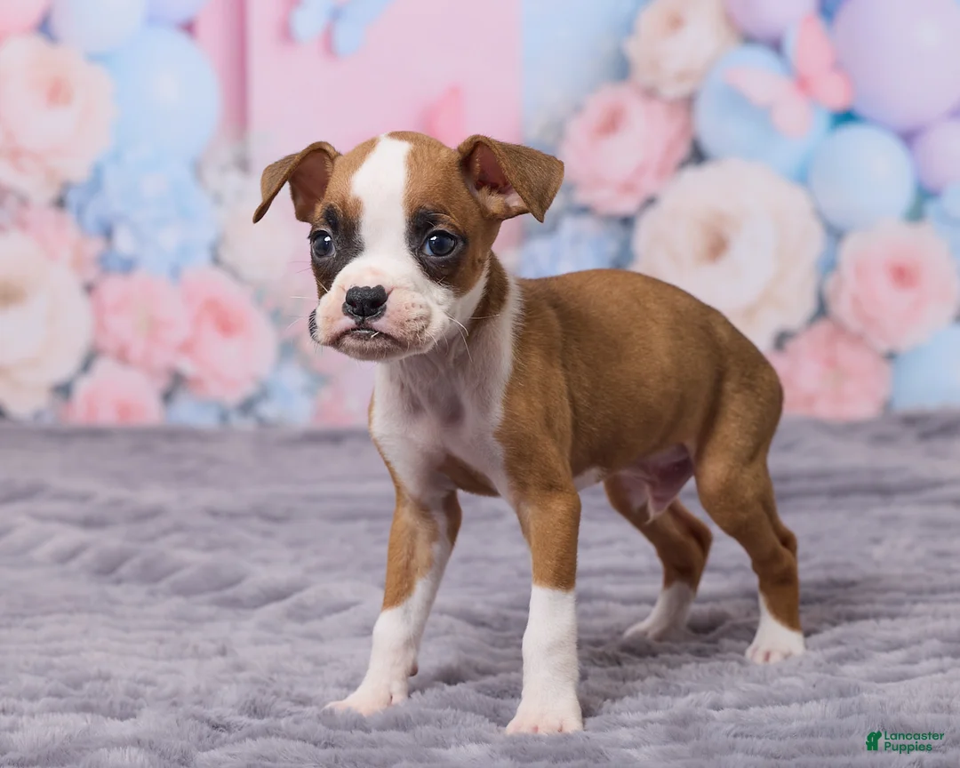 Boxer dogs for sale: Jax - Ad 5