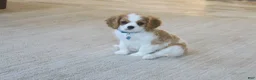 Cavalier King Charles Spaniel dogs for sale: Cavalier King Charles Spaniel Puppy 1 - Ad 2