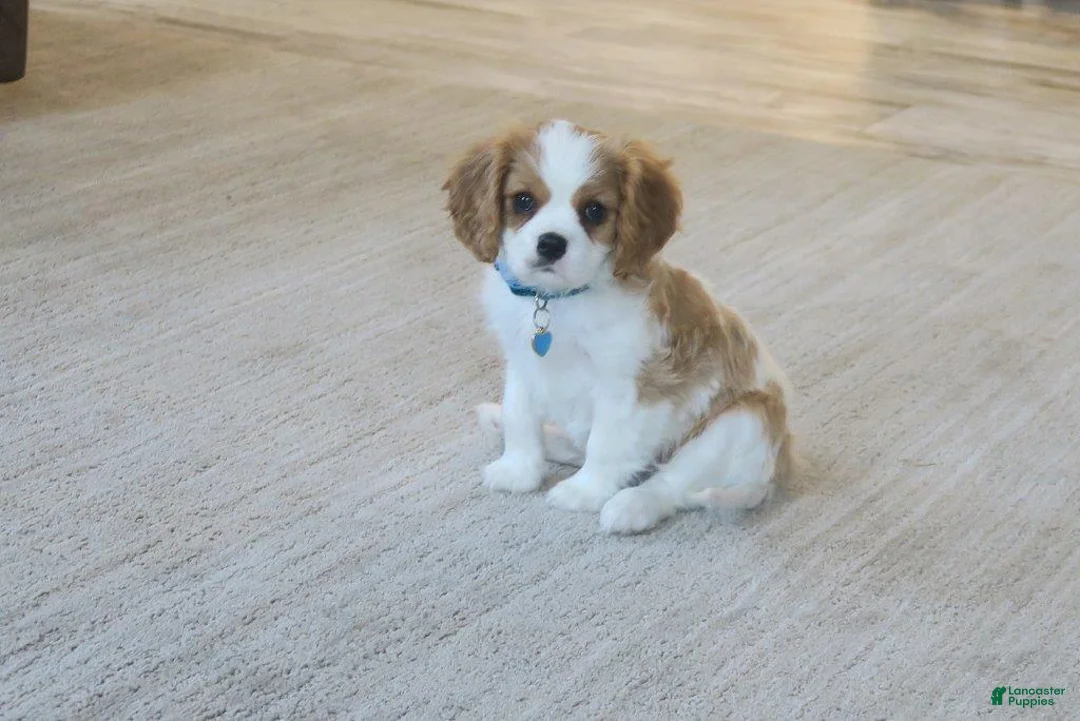 Cavalier King Charles Spaniel dogs for sale: Cavalier King Charles Spaniel Puppy 1 - Ad 2