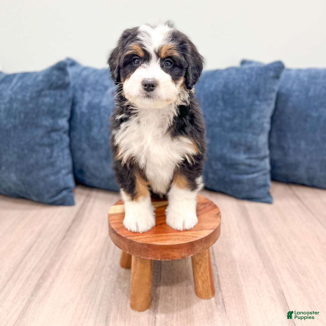 Mini Bernedoodle dogs for sale: Allie - Ad 8