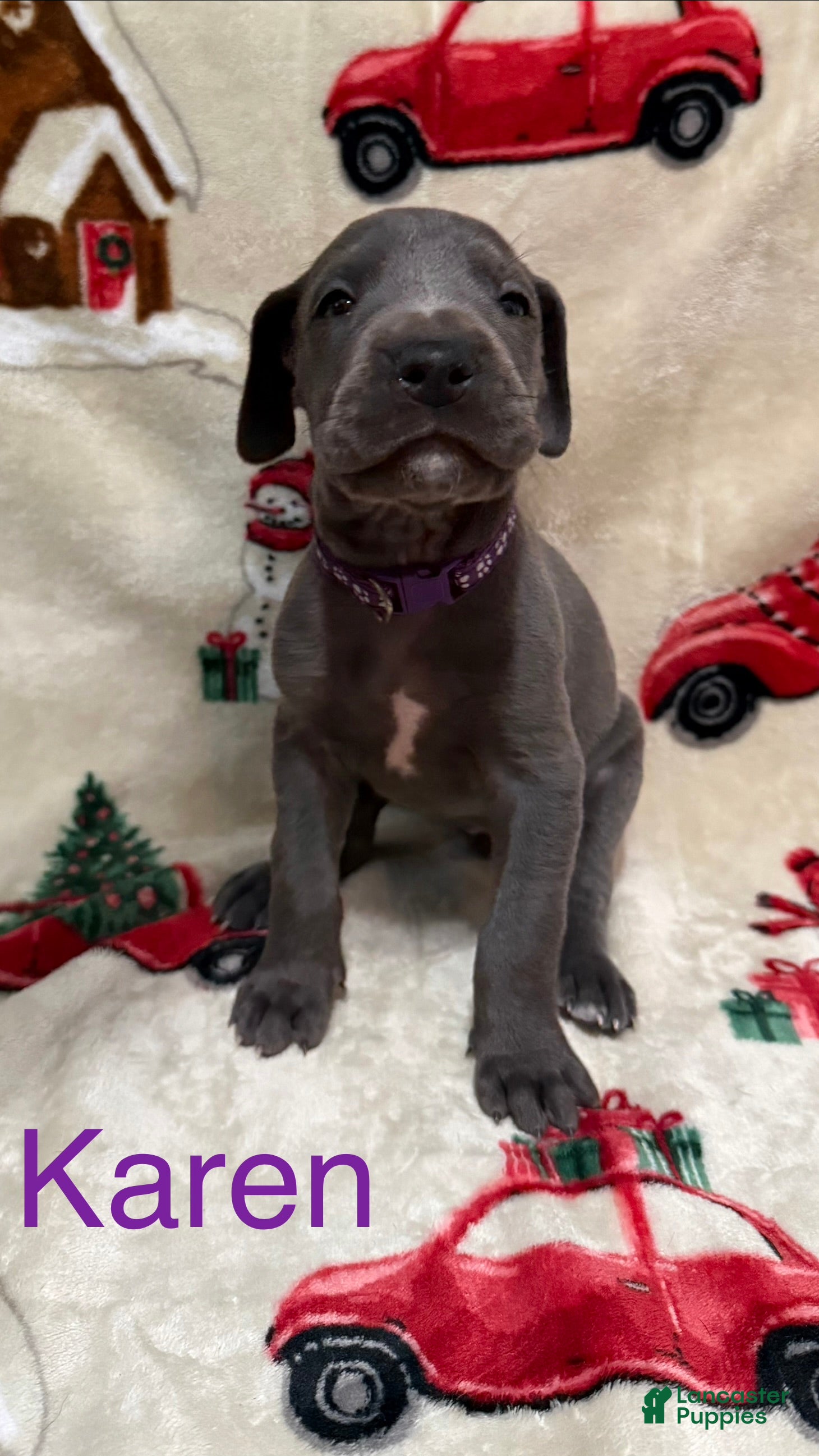 Great Dane dogs Karen - Ad 38