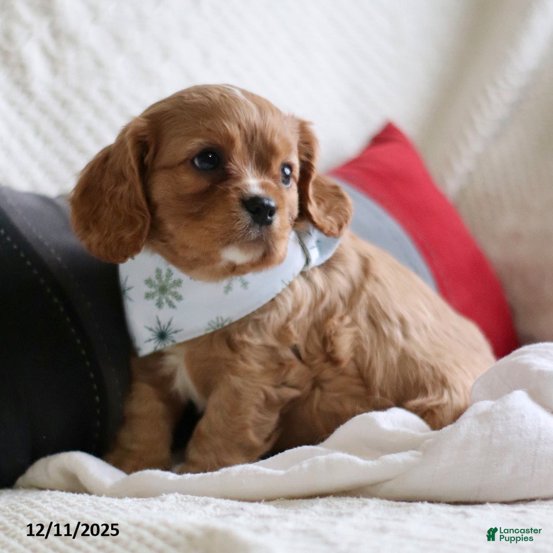 Cavalier King Charles Spaniel dogs for sale: Lemon - Ad 4