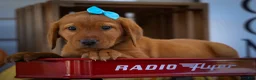 Labrador Retriever dogs for sale: NELSON - Ad 16