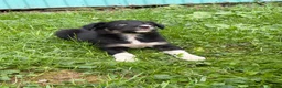 Border Collie dogs for sale: Kay Border Collie  - Ad 4