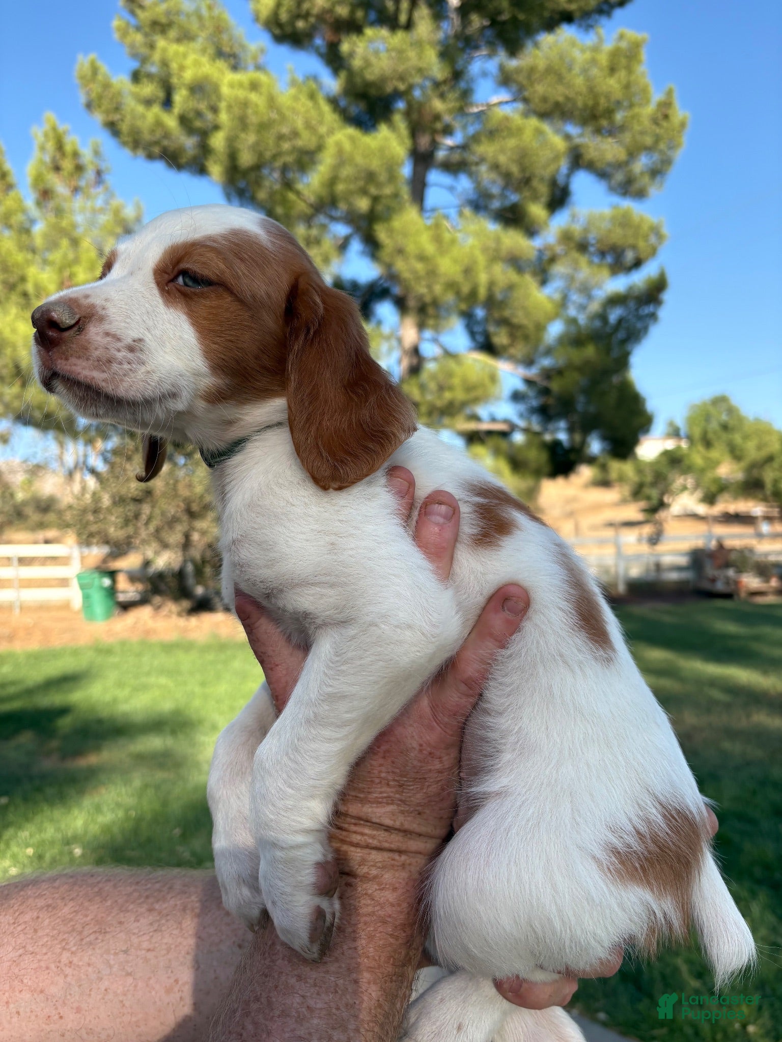 Brittany Spaniel dogs Brittany Spaniel 6 - Ad 1