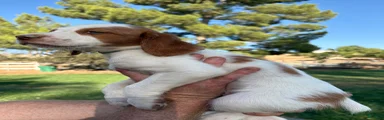 Brittany Spaniel 6