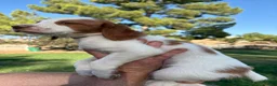 Brittany Spaniel dogs for sale: Brittany Spaniel 6 - Ad 1