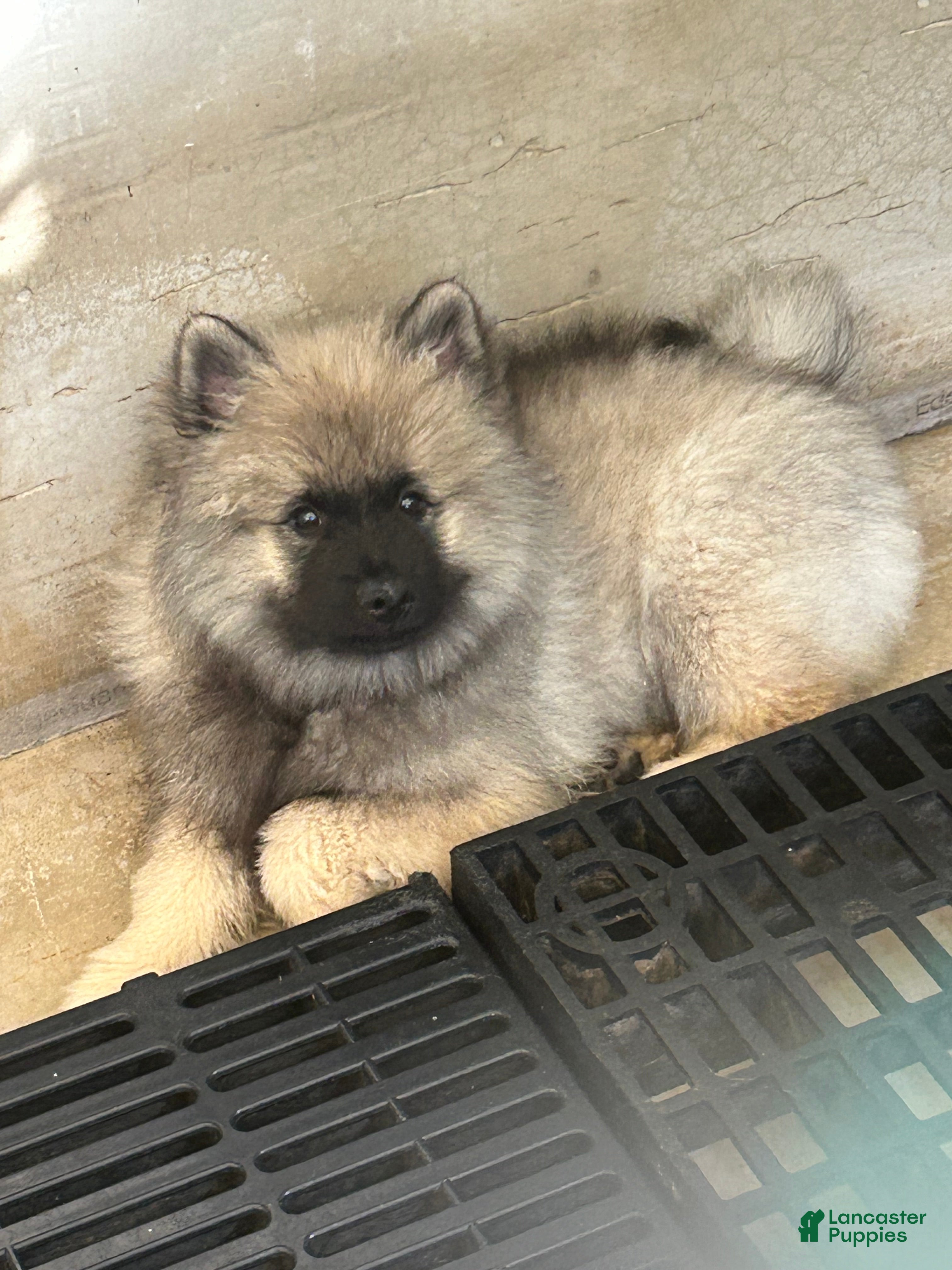 Keeshond dogs Mickey - Ad 38