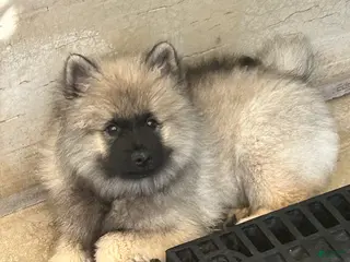 Keeshond dogs Mickey - Ad 38