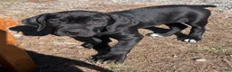 Cane Corso dogs for sale: Griffin - Ad 2