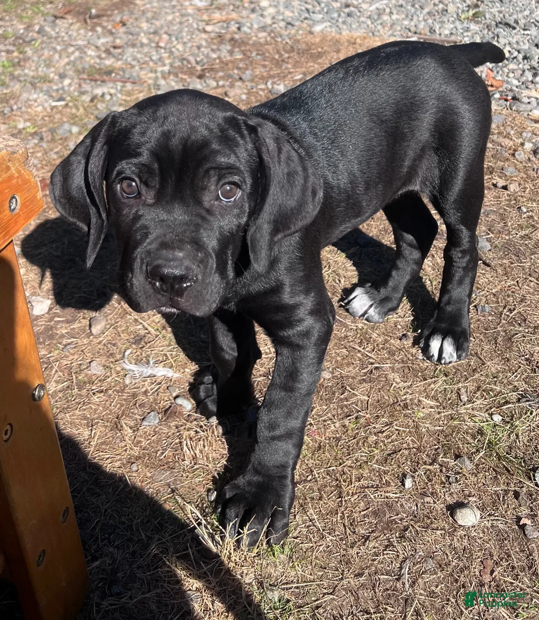 Cane Corso dogs for sale: Griffin - Ad 2