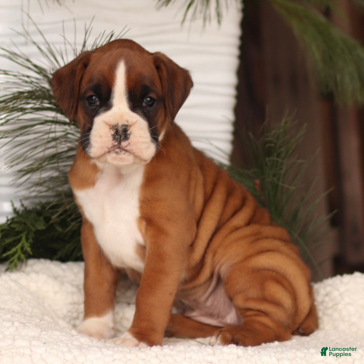 Boxer dogs Amy  - Ad 30