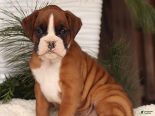 Boxer dogs Amy - Ad 30