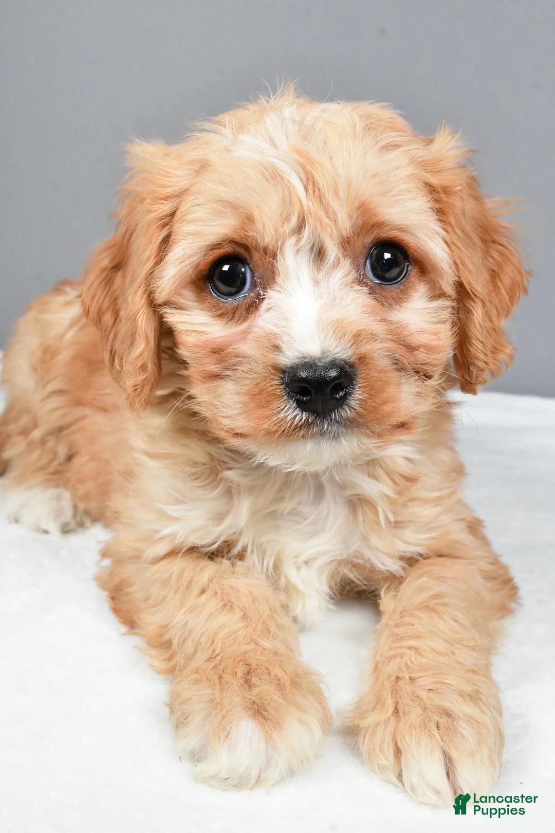 Cavachon dogs for sale: Rocky - Ad 4