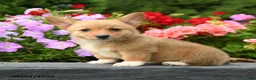 Welsh Corgi Pembroke dogs for sale: Lulu - Ad 5