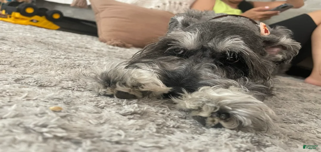 Gallery Image {{count}}